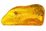 Two Fighting Fossil Ants (Formicidae) in Baltic Amber #159815-3
